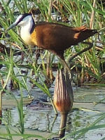 African jacana African jacana